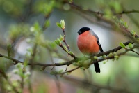 Hyl obecny - Pyrrhula pyrrhula - Eurasian Bullfinch 0244